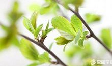 形容植物比喻句