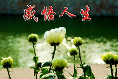 成熟的句子[精选35句] 1