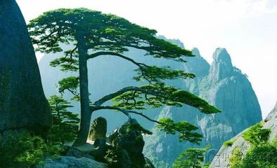 六月的千年松树