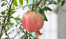 石榴熟了比喻句