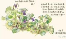 关于物候的谚语