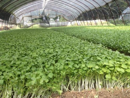 关于树林的寓言