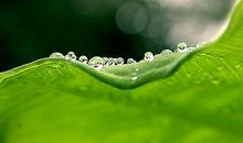 关于叶子的谚语