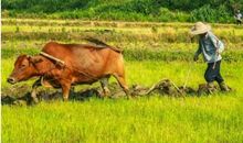 关于牛的谚语大全集