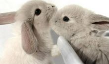 关于兔子的比喻句