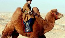 关于骆驼的谚语