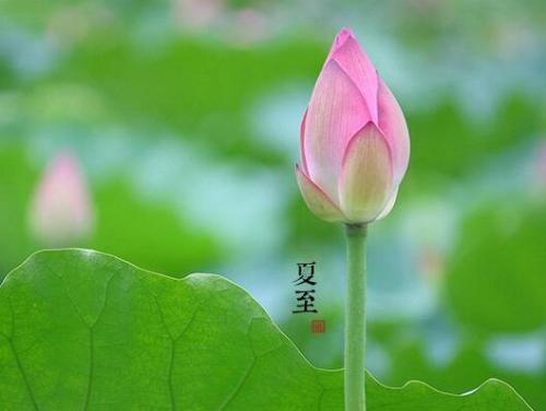 关于夏至的谚语