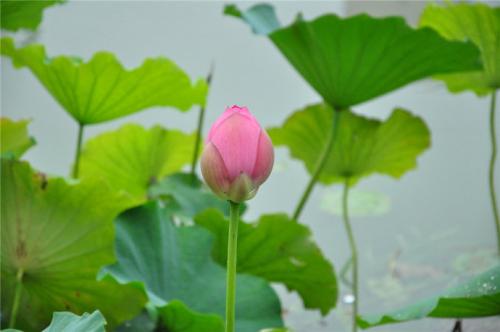 池塘的拟人化句子