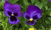 表示愿景的诗句