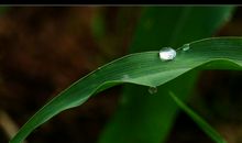 玉米叶写比喻句