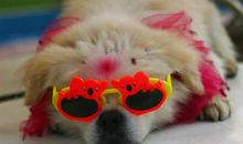 狗掀门帘歇后语