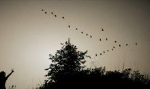 关于大雁的古诗词