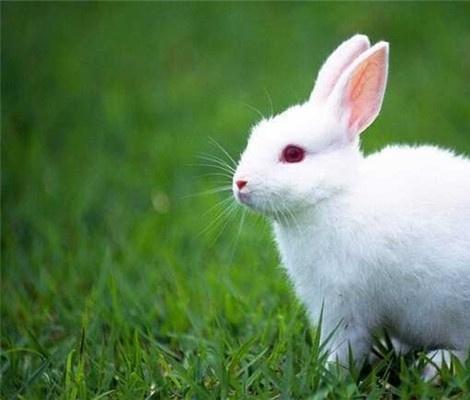 兔子寓言百科全书