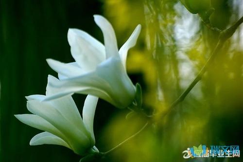 春季花卉拟人化