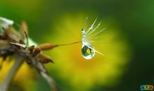 有关寒露的谚语