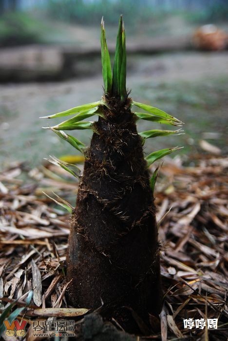 春天的太阳破土动工