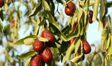 形容树木比喻句