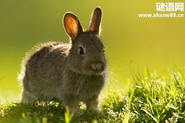 牛追赶兔子过敏