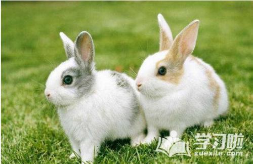 兔子群中的大象