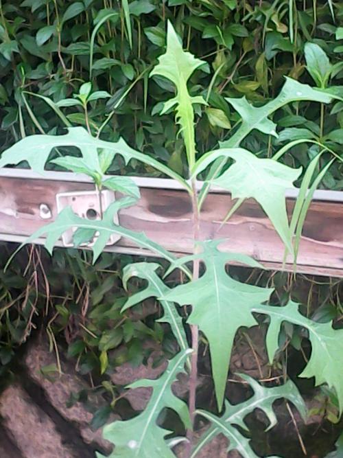 高高的草丛，播放兔子寓言词