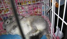 兔子蹬鹰歇后语