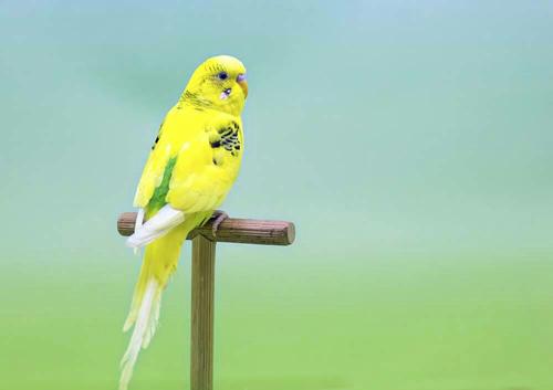 三夜深夜谢侯yu