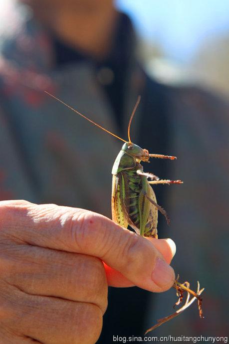 秋季寓言的蚱hopper