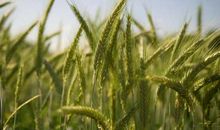 与农时及气象有关的农业谚语