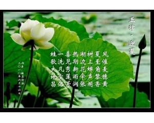 夏至的民间谚语