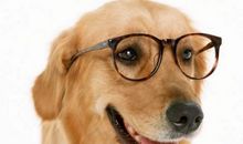 狗咬旗杆歇后语