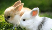 兔子不吃窝边草歇后语