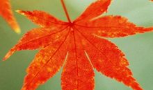 秋天风景比喻句