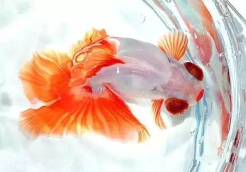 金鱼的比喻