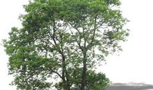 写樟树的比喻句