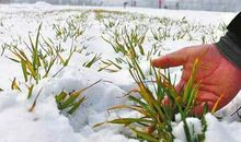 大寒的民间谚语