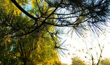 雨后的清晨祝福语