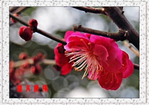 真爱就像是平行句子