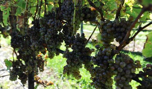 为小蜜蜂写一个拟人化的句子