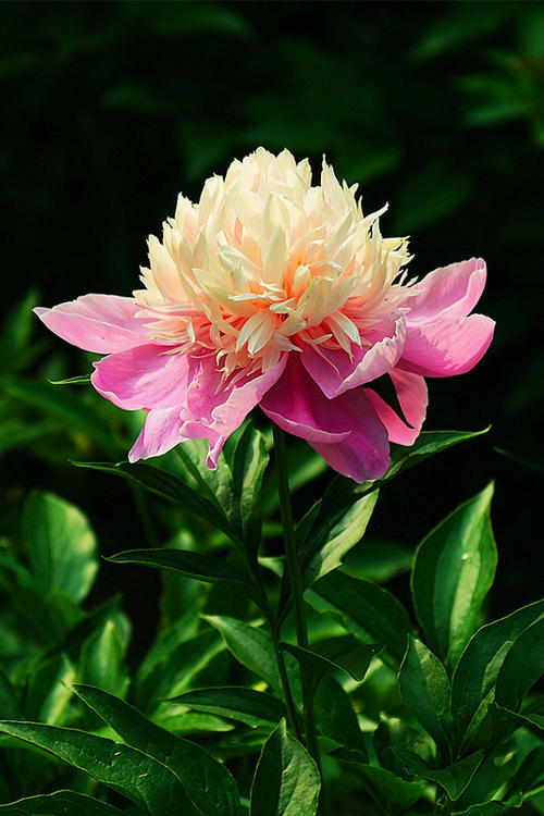 牡丹花拟人化句子