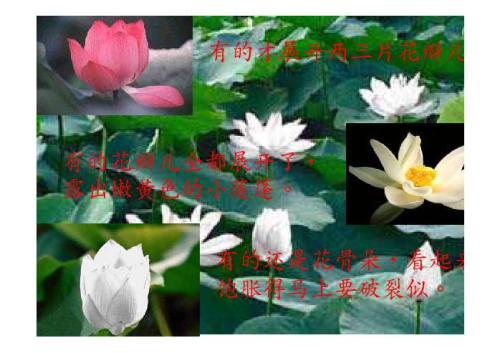 关于荷花的拟人化句子