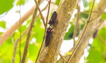 拟人句描写知了