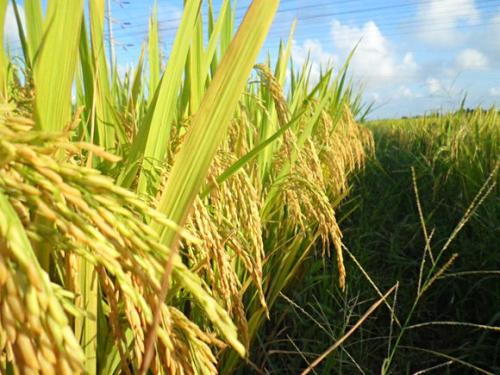 成熟的拟人化句子