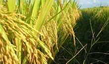 稻子成熟拟人句