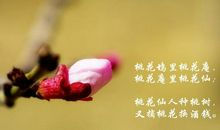 带桃花的诗句有哪些