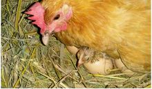 黄鼠狼偷鸡歇后语