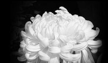 怀念亲人去世的句子