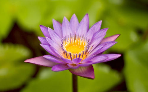 关于谦卑的谚语