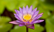 关于虚心的谚语