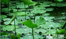 关于描写夏雨的诗句