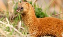 黄鼠狼给鸡拜年歇后语